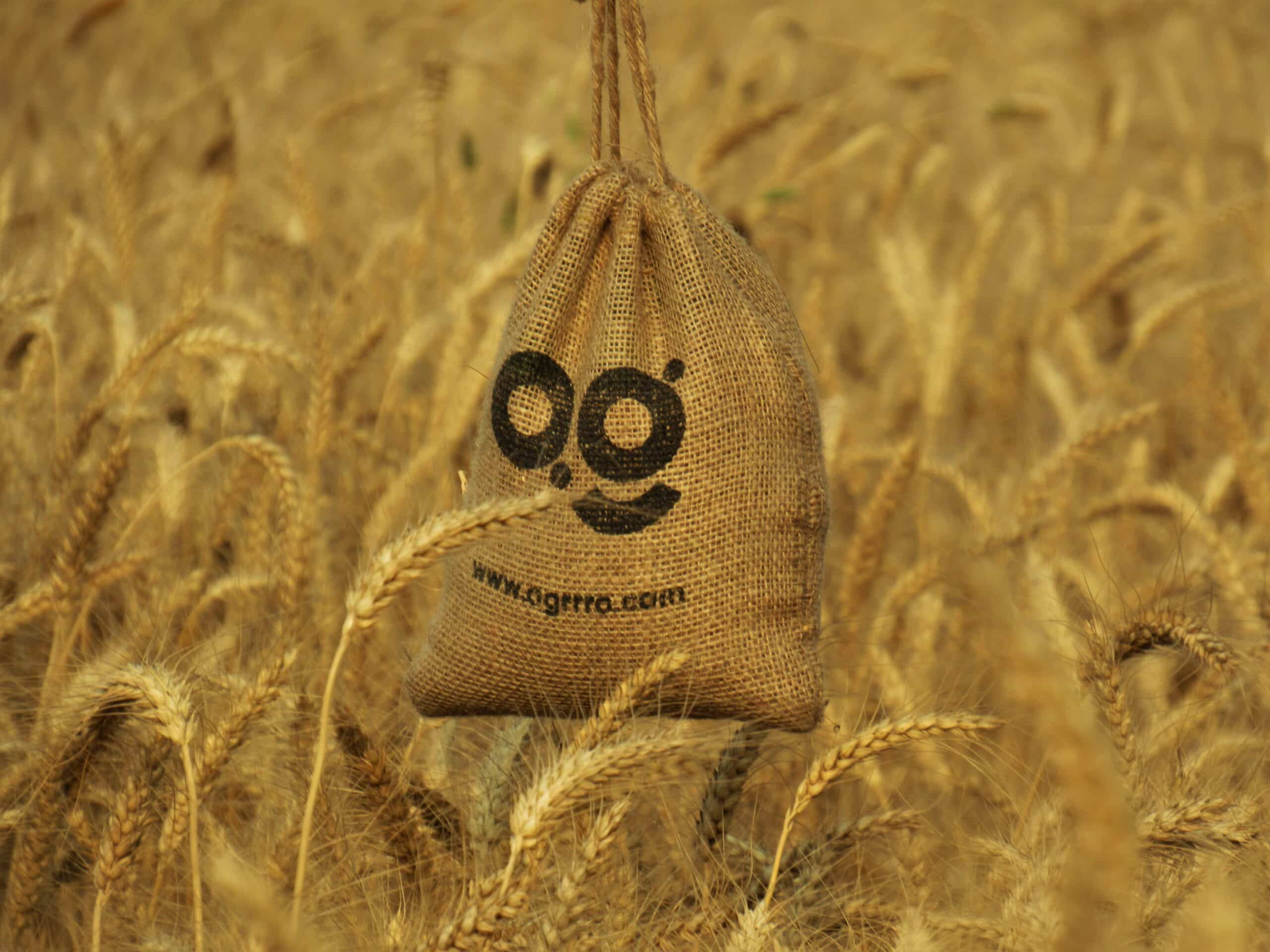 a bird with a face drawn on it in a field of wheat